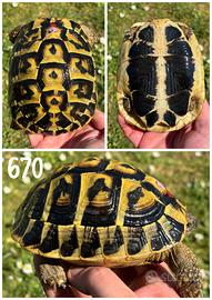 Femmina Testudo hermanni hermanni tartaruga terra