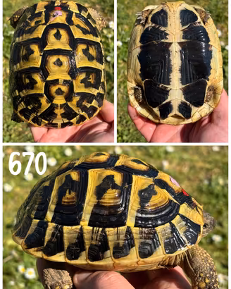 Femmina Testudo hermanni hermanni tartaruga terra