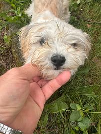 Cucciola di cane piccola taglia toy