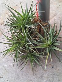 pianta di tillandsia aeranthos