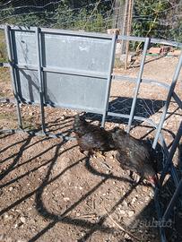 Galline