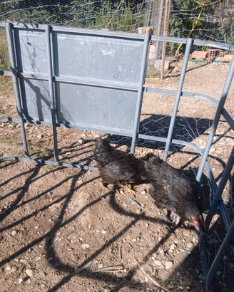 Galline