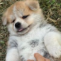 Cuccioli akita inu