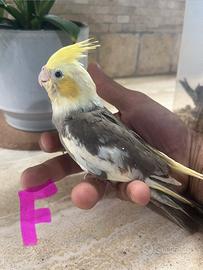 Calopsite allevate a mano