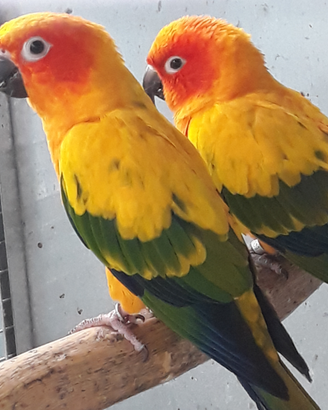 Pappagallo conuro del sole