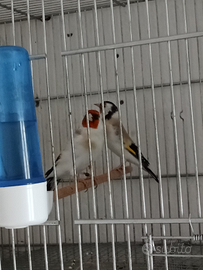 Coppia eumo portatori Opal