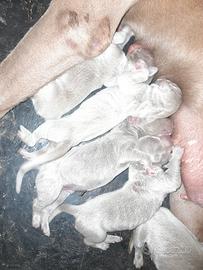 cuccioli weimaraner 