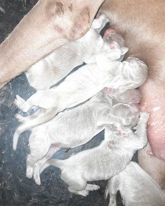 cuccioli weimaraner 