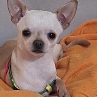 Cagnolino di 2 kg