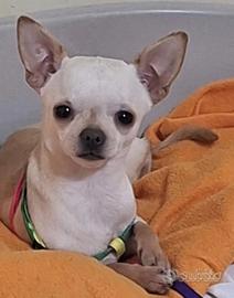 Cagnolino di 2 kg