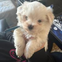 Maltesi linea coreana taglia molto piccola