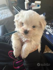 Maltesi linea coreana taglia molto piccola