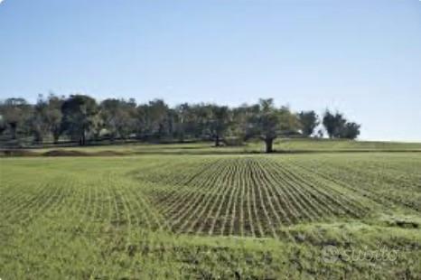 Taipana terreno agricolo 1 vani 28460 Mq