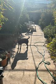 Cane Labrador pedigre accoppiamento maschio