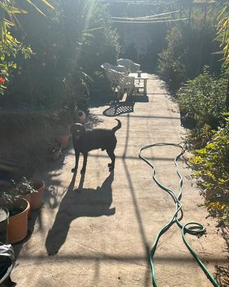 Cane Labrador pedigre accoppiamento maschio