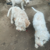 Lagotto Romagnolo da tartufi