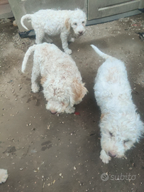 Lagotto Romagnolo da tartufi