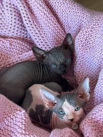 Gatto Canadian Sphynx