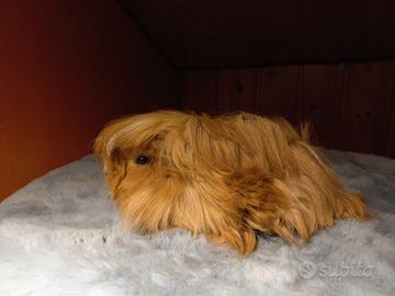 Cavie di razza peruviana, sheltie, coronet e texel