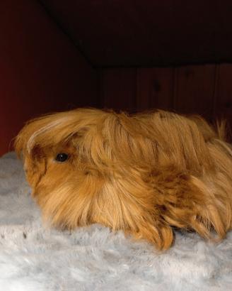 Cavie di razza peruviana, sheltie, coronet e texel