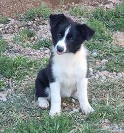 Cuccioli di border collie