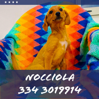 Nocciola: cucciola dolce e simpatica