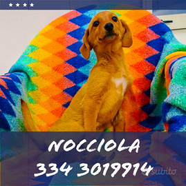 Nocciola: cucciola dolce e simpatica