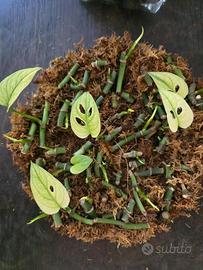 monstera adansonii archipelago
