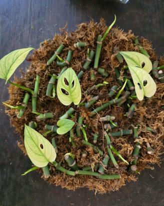monstera adansonii archipelago