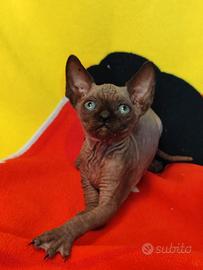 Sphynx cucciolo maschio