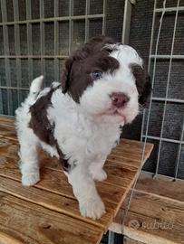 Lagotto Romagnolo