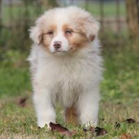 Cuccioli Pastore Australiano