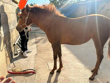 Puledra qh pronto doma