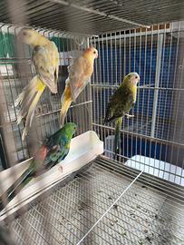 Parrochetti dal groppone rosso