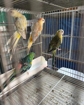 Parrochetti dal groppone rosso