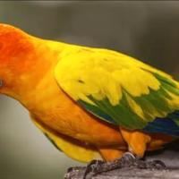 Conuro del sole Aratinga Sostitialis maschio