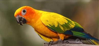 Conuro del sole Aratinga Sostitialis maschio