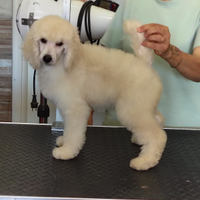 Barbone Grande mole bianco pedigree ENCI