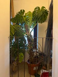 Monstera deliciosa xxl