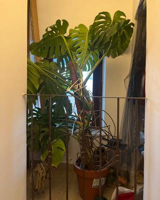 Monstera deliciosa xxl