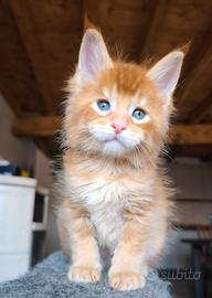 Maine coon