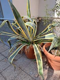 Agave