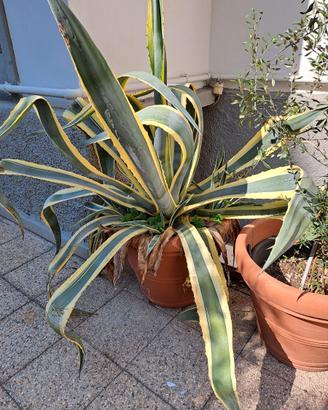 Agave