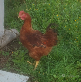 Pollo ruspante paesano