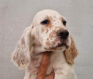 setter Inglese 