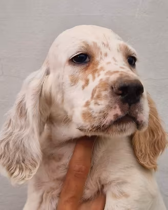 setter Inglese 