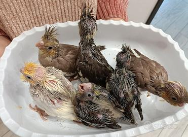 Calopsite pulli o svezzati allevati a mano