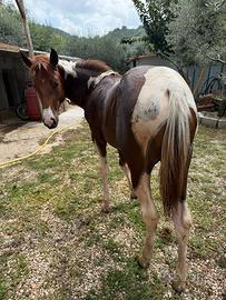 Puledra American Paint Horse