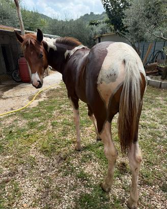 Puledra American Paint Horse