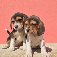 Cuccioli di beagle elisabeth di pura razza